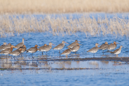 黑尾的 godwit 群