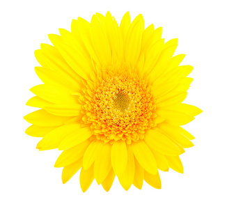 黄色非洲菊花卉
