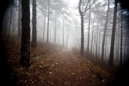 mystrious 在冬天的迷雾森林