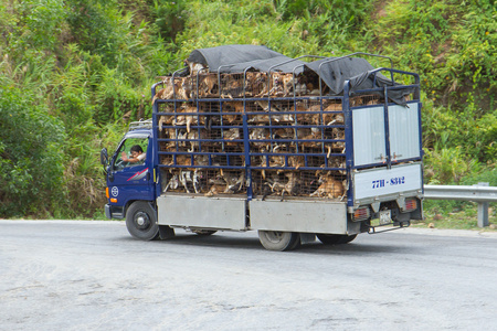 HU, VIETNAM  AUG 4 Trailer filled with live dogs destined fo