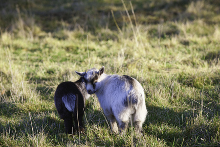 两个年轻的俾格米人山羊