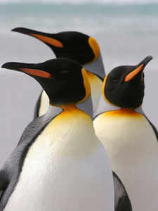 集团的三个国王企鹅，福克兰群岛