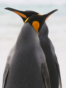 国王企鹅夫妇交叉喙，福克兰群岛