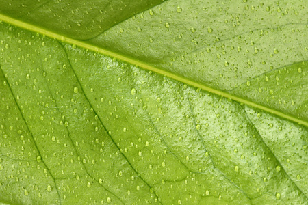 叶上的小雨滴