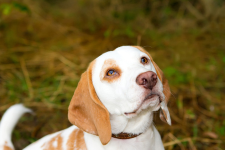 查找字段中比格犬