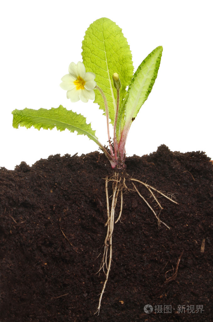 在土壤中的月见草