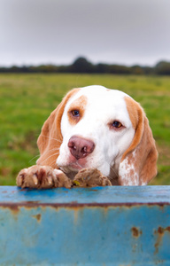 比格犬爬去窥视