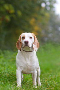 小猎犬号正在走在该字段中的铅