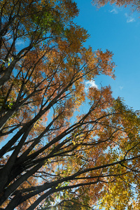 秋天树木在北卡罗莱纳州