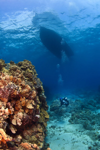 潜水员身边珊瑚墙