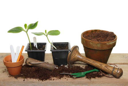 植物幼苗和工具