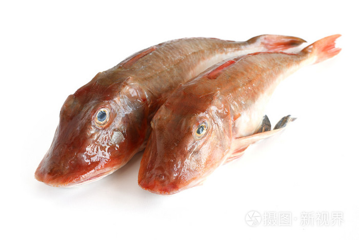 浴缸红鱼鱼