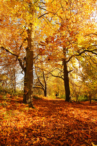 在公园里，苏格兰美丽的秋天