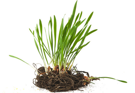 绿色小麦的根隔离带根系统的婴儿植物植物被植根在白色背景上与根榕树