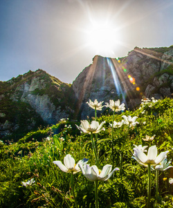 高山野生花卉