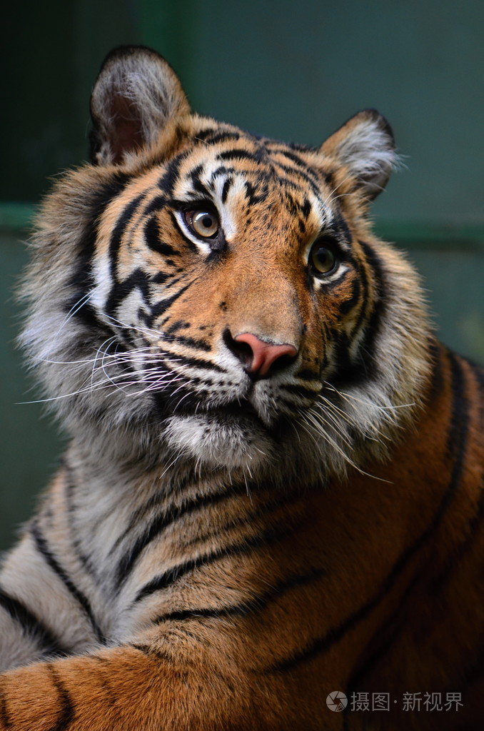 在动物园里的老虎照片-正版商用图片1ahzqu-摄图新视界