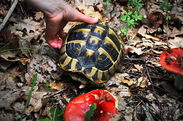干燥的秋季树叶上的乌龟