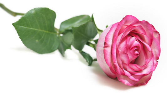 美丽粉红玫瑰朵花的白