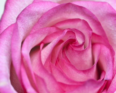 美丽粉红玫瑰鲜花特写