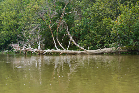 老干河的树木