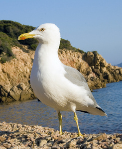 在大自然中海鸟海鸥图片