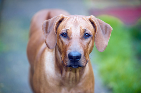 美丽的狗小狗罗得西亚 ridgeback 户外