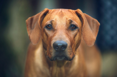 美丽的狗小狗罗得西亚 ridgeback 户外