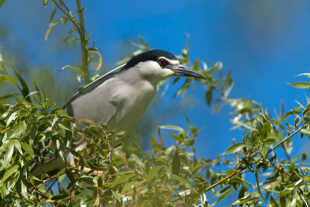 黑冠夜苍鹭nycticoraxnycticorax