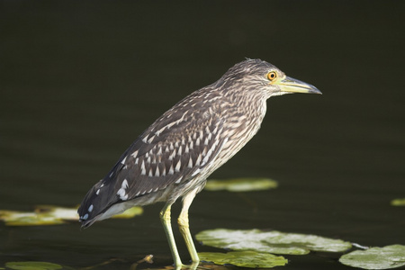 黑冠夜苍鹭nycticoraxnycticorax