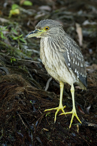 黑冠夜苍鹭nycticoraxnycticorax