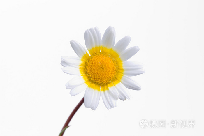 在白色背景上的白色和黄色的花