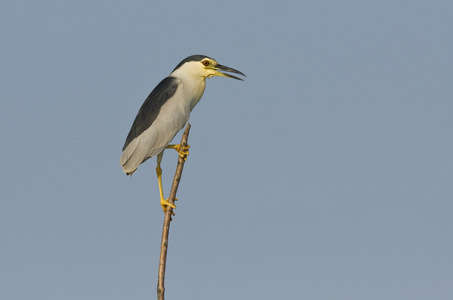 黑冠夜苍鹭nycticoraxnycticorax