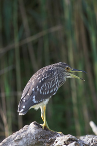 黑冠夜苍鹭nycticoraxnycticorax