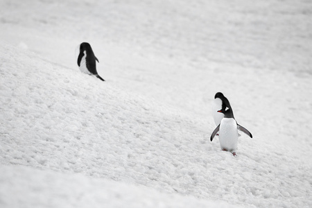 在雪中的 gentoo 企鹅