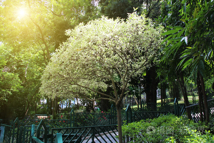 在春天开花树