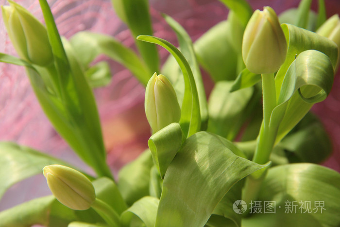 阳光明媚郁金香芽