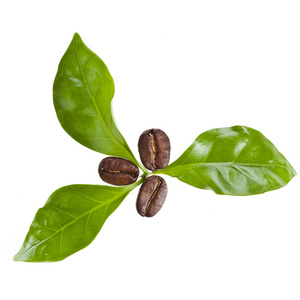 咖啡谷物和孤立在白色的咖啡树的叶子照片