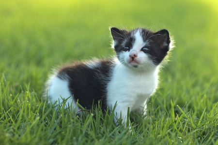 户外在草上的宝贝猫