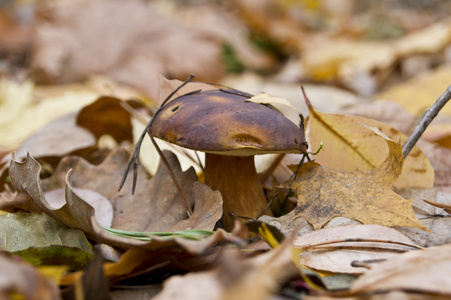 cep 蘑菇食用