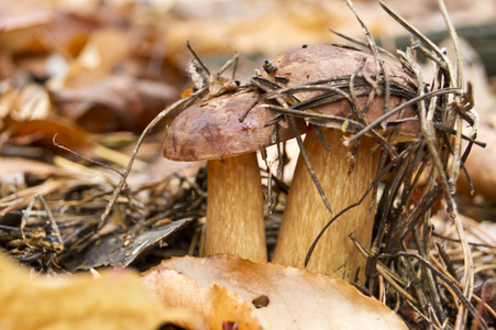 cep 蘑菇食用