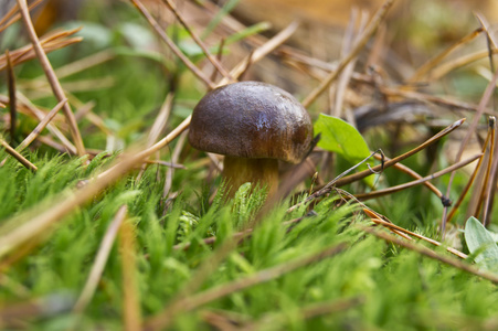 cep 蘑菇食用