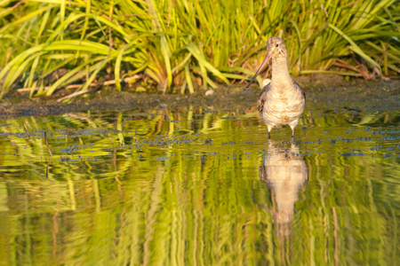 黑尾的 godwit