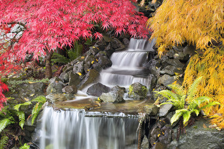后院瀑布与日本槭树