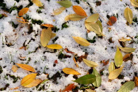 在雪上的落叶