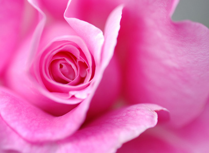 一朵粉红色的玫瑰的特写