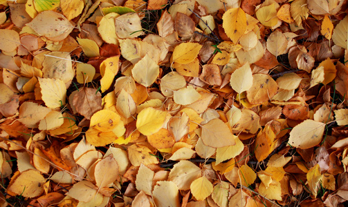 温暖的秋天的颜色。覆盖地面的枫叶