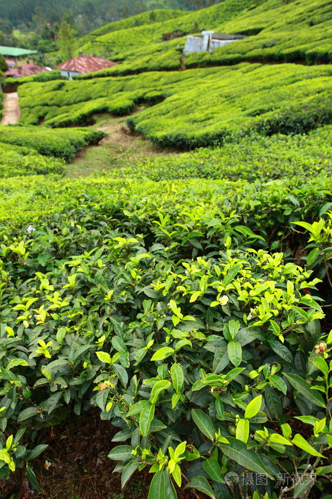 绿茶叶种植园的景观.印度喀拉拉邦,新德里