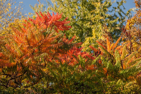 多彩秋天的树木