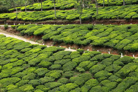 绿茶叶种植园的景观。印度喀拉拉邦，新德里