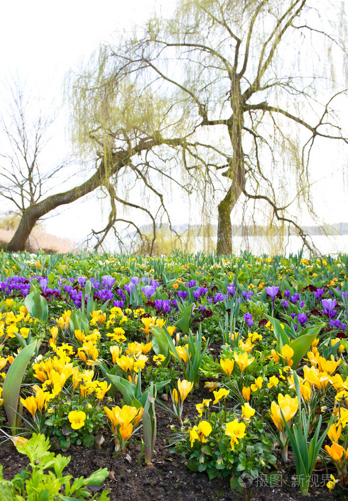 春天番红花的多彩春天的花朵